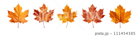 Autumn leaf vector set isolated on white background Autumn leaf vector set isolated on white background 111454385