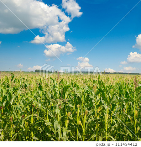 Bright corn field with ripe ears corn and blue sky. Bright corn field with ripe ears corn and blue sky. 111454412