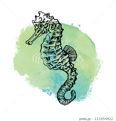 Seahorse, graphics. Vector illustration with a blue spot on the background. Cards, covers, nautical posters, banners, packaging, labels. Seahorse, graphics. Vector illustration with a blue spot on the background. Cards, covers, nautical posters, banners, packaging, labels. 111454422