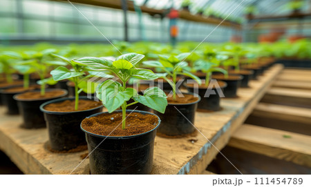 Seedling Growth in Sunlit Greenhouse Seedling Growth in Sunlit Greenhouse 111454789