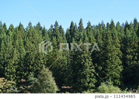 スギの木 針葉樹林 111454965