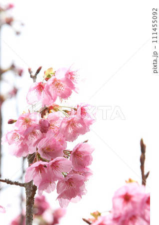 満開の陽光桜のクローズアップ 【白背景】 【空背景】 111455092
