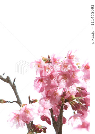 満開の陽光桜のクローズアップ 【白背景】 【空背景】 満開の陽光桜のクローズアップ 【白背景】 【空背景】 111455093