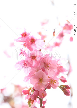 満開の陽光桜のクローズアップ 【白背景】 【空背景】 満開の陽光桜のクローズアップ 【白背景】 【空背景】 111455094