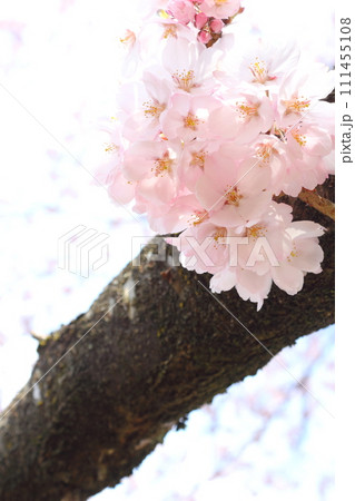 満開のエドヒガンザクラのクローズアップ 【空背景】 【白背景】 111455108