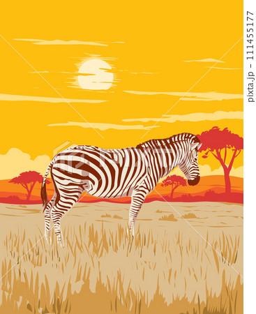 Plains Zebra in Serengeti National Park Northern Tanzania Africa Art Deco WPA Poster Art 111455177