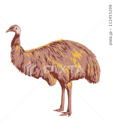 Emu Side View Isolated Background Art Deco WPA Poster Art Emu Side View Isolated Background Art Deco WPA Poster Art 111455209