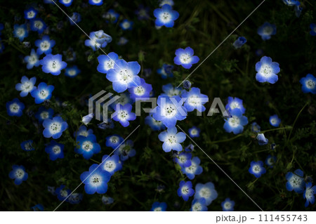 夜空の星のようなネモフィラ 111455743