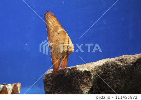 ナンヨウツバメウオ　ツバメウオ　枯れ葉　擬態　マンジュウダイ　レプトケファルス　orbic fish 111455872