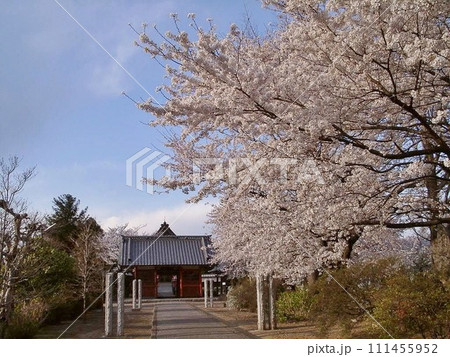 桜手帖 太田市明王院のサクラ咲く(2002.3.24) 夕刻のそよ風に淡いピンク舞う。1市3町合併前 111455952