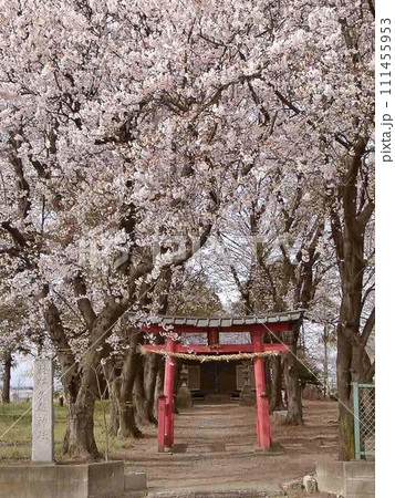 太田市矢抜神社サクラ咲く(2002.3.25) 桜手帖 淡いピンク 春のお知らせ 1市3町合併前タテ 111455953