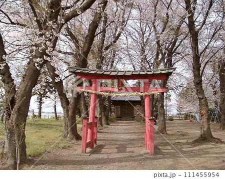 淡いピンク 春のお知らせ 桜手帖 太田市下江田 矢抜神社桜咲く(2002.3.25) 1市3町合併前 淡いピンク 春のお知らせ 桜手帖 太田市下江田 矢抜神社桜咲く(2002.3.25) 1市3町合併前 111455954