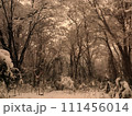 雑木林の雪景色 111456014