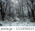 雑木林の雪景色 111456015