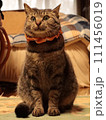 家の中でお座りしている猫 111456019