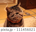 家の中で物欲しそうに見ている猫 111456021