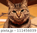 こちらを見ている猫 111456039