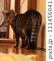 振り返り猫 111456041