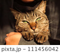 手に乗っかている猫 111456042