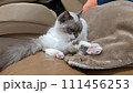 くつろぐラグドール 111456253