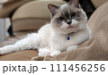 くつろぐラグドール 111456256