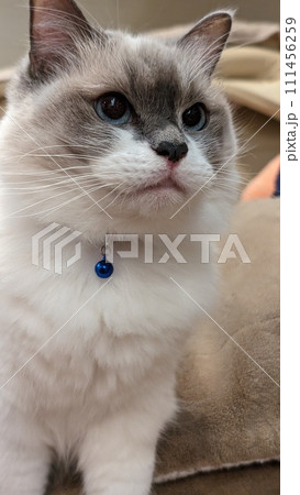 美しい猫ラグドール 美しい猫ラグドール 111456259