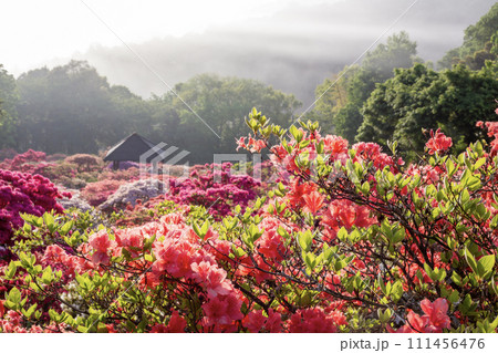 笠間のつつじまつり　満開の風景 111456476
