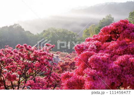 笠間のつつじまつり　満開の風景 111456477
