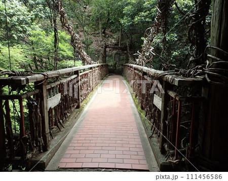 兵庫県神戸市の北、布引山の谷間を流れる生田川で布引の滝、雌滝、鼓滝、雄滝、夫婦滝などがある布引渓流 111456586