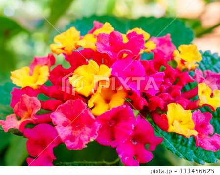 鮮やかな赤色と黄色の花のランタナ（七変化） 111456625