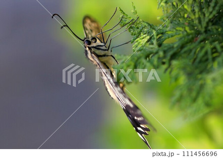 アゲハチョウ 111456696