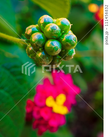 ランタナ（七変化）の鮮やかな赤色と黄色の花と葡萄の房のような緑色の実 111456832
