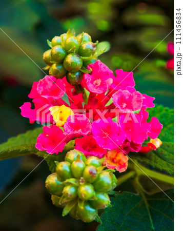 ランタナ(七変化)の鮮やかな赤色と黄色の花と葡萄の房のような緑色の実 ランタナ(七変化)の鮮やかな赤色と黄色の花と葡萄の房のような緑色の実 111456834