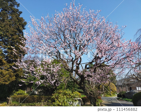 御詞の梅　　（埼玉県狭山市） 111456882