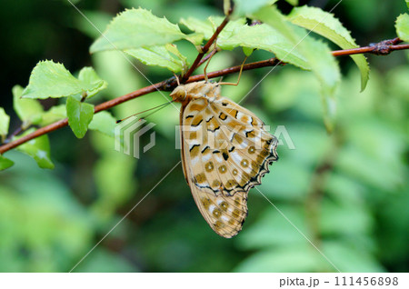 葉の裏で雨宿りしているツマグロヒョウモンのオス 111456898