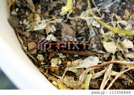 咲き終わったパンジーのプランターにいたツマグロヒョウモンの幼虫 咲き終わったパンジーのプランターにいたツマグロヒョウモンの幼虫 111456899