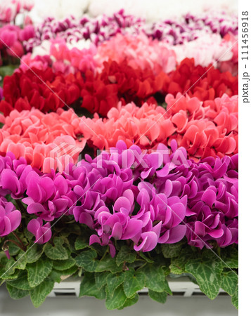 ガーデンシクラメンの花苗 111456918