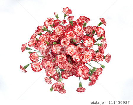 カーネーションの花 カーネーションの花 111456987
