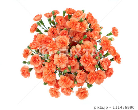 カーネーションの花 111456990