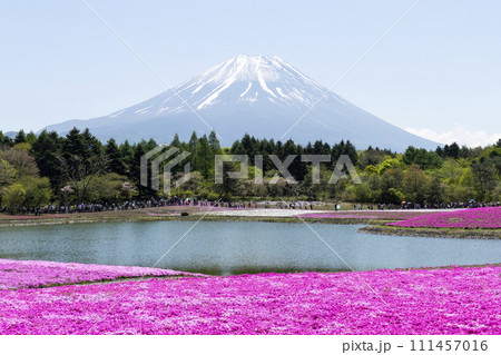 富士芝桜まつり満開の風景　富士本栖湖リゾート 111457016