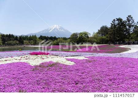 富士芝桜まつり満開の風景 富士本栖湖リゾート 富士芝桜まつり満開の風景 富士本栖湖リゾート 111457017