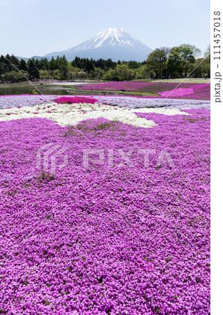 富士芝桜まつり満開の風景 富士本栖湖リゾート 富士芝桜まつり満開の風景 富士本栖湖リゾート 111457018