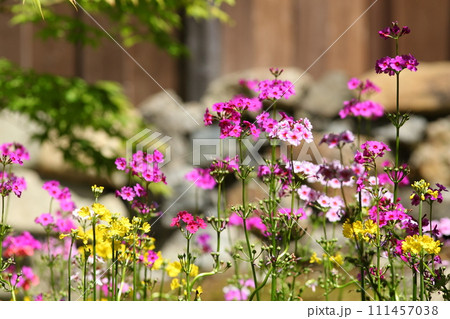 古知谷阿弥陀寺の九輪草 古知谷阿弥陀寺の九輪草 111457038