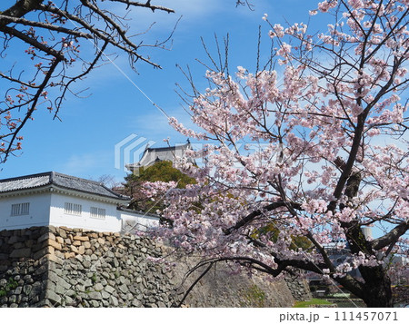 岸和田城と桜 111457071