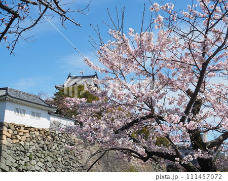岸和田城と桜 岸和田城と桜 111457072