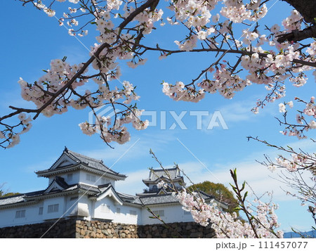 岸和田城と桜 岸和田城と桜 111457077
