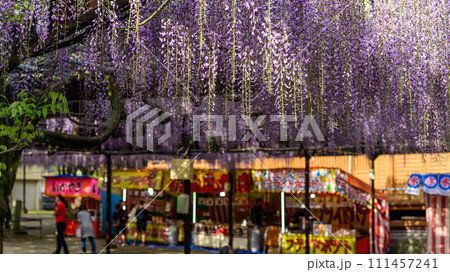八女黒木大藤まつり風景　春風に揺れる大藤の花「黒木の大藤 素盞嗚（すさのお）神社」福岡県八女市黒木町 111457241