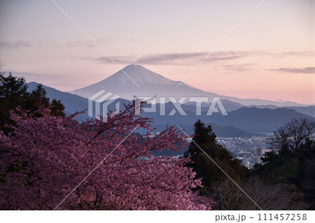 河津桜咲く、早春の絶景 <徳願寺> 河津桜咲く、早春の絶景 <徳願寺> 111457258