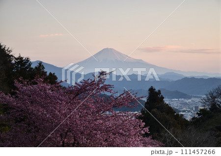 河津桜咲く、早春の絶景　＜徳願寺＞ 111457266