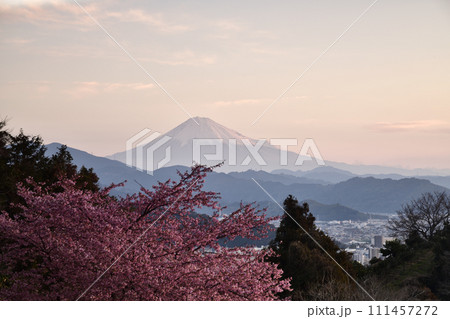 河津桜咲く、早春の絶景　＜徳願寺＞ 111457272